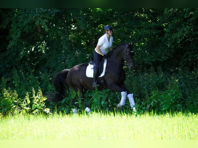 Koń westfalski Wałach 10 lat 173 cm Skarogniada in Nettersheim