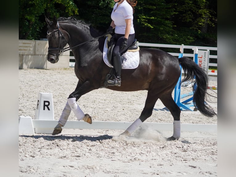 Koń westfalski Wałach 10 lat 173 cm Skarogniada in Nettersheim