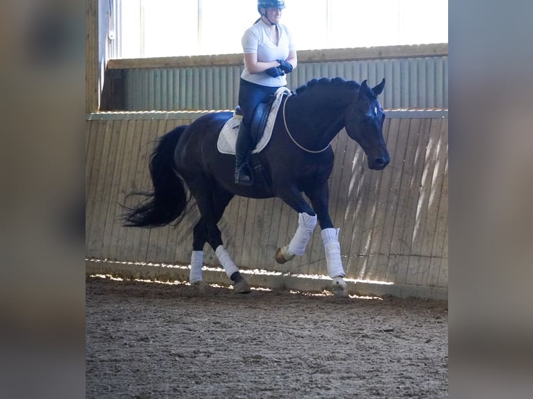 Koń westfalski Wałach 10 lat 173 cm Skarogniada in Nettersheim