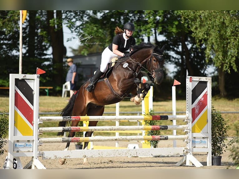 Koń westfalski Wałach 10 lat 174 cm Gniada in Elsoff