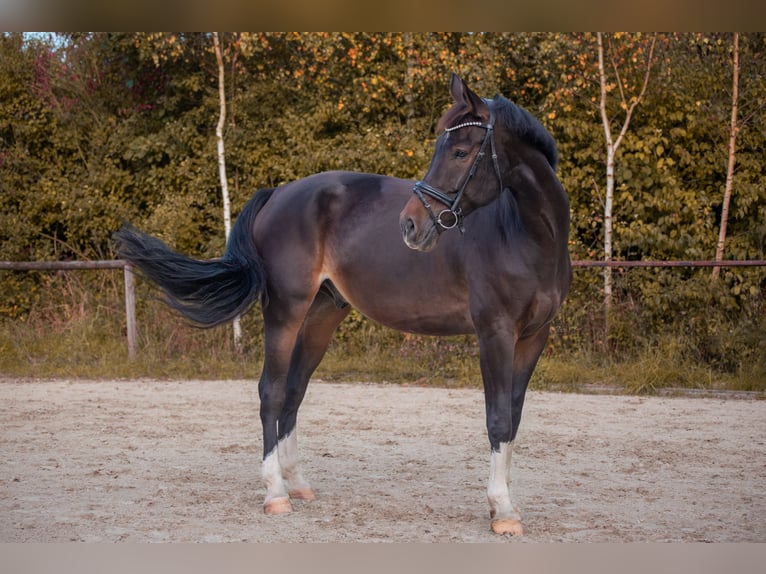 Koń westfalski Wałach 10 lat 174 cm Gniada in Elsoff