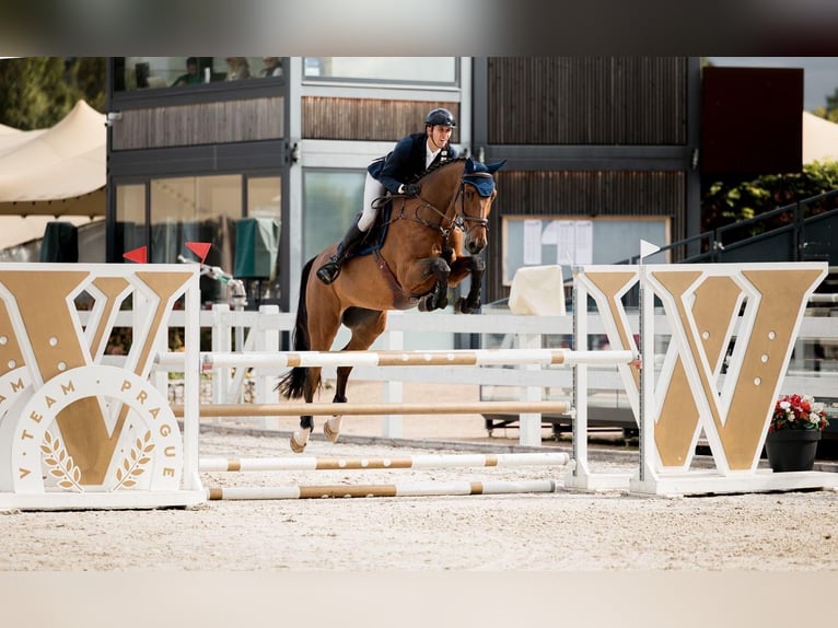Koń westfalski Wałach 10 lat 175 cm Gniada in Créteil