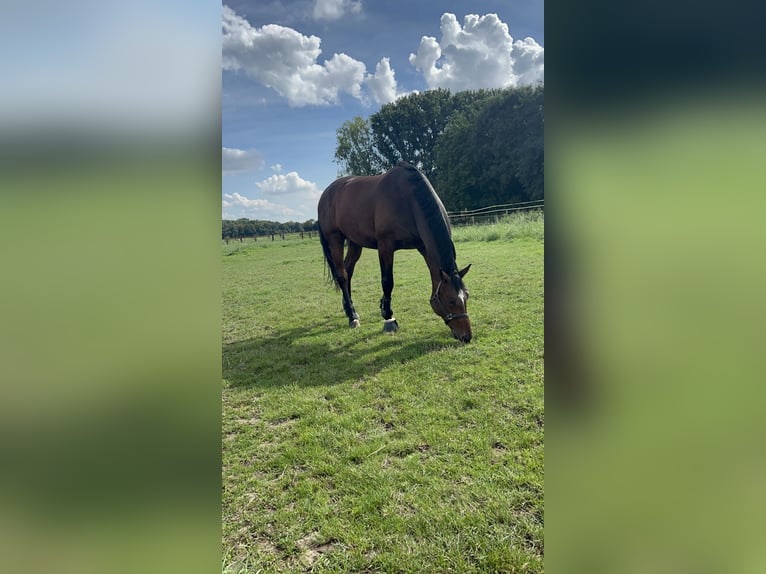 Koń westfalski Wałach 10 lat 178 cm Ciemnogniada in Dormagen