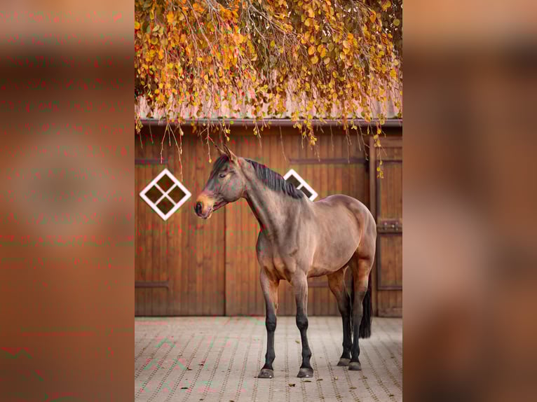 Koń westfalski Wałach 10 lat 180 cm Ciemnogniada in Bottrop