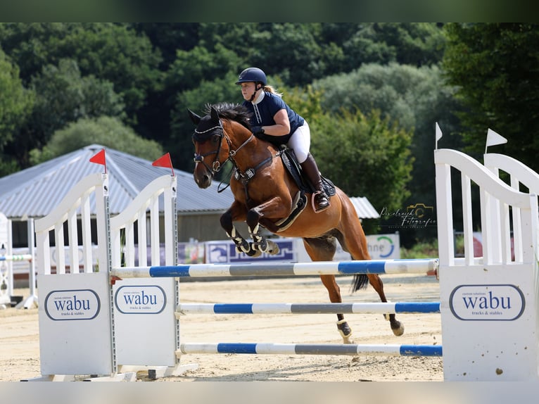 Koń westfalski Wałach 11 lat 160 cm Gniada in Witten