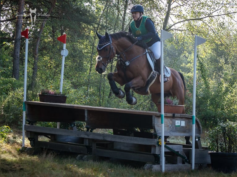 Koń westfalski Wałach 11 lat 160 cm Gniada in Witten