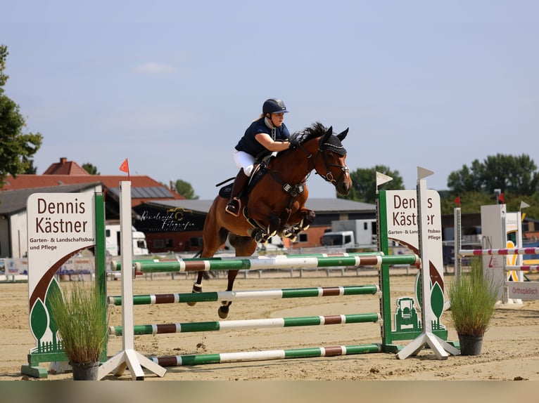 Koń westfalski Wałach 11 lat 160 cm Gniada in Witten