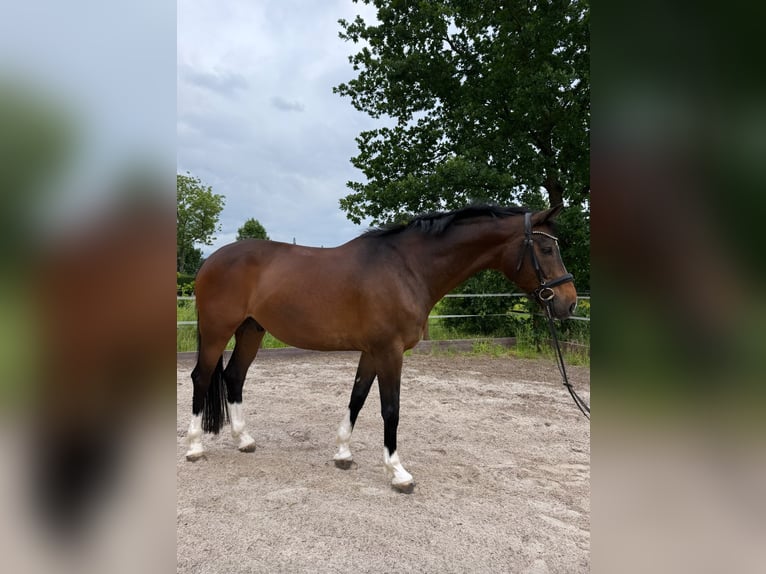 Koń westfalski Wałach 11 lat 165 cm Gniada in Hamburg Lohbr&#xFC;gge