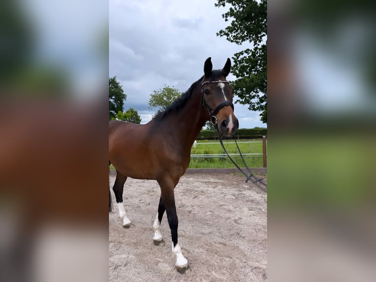 Koń westfalski Wałach 11 lat 165 cm Gniada in Hamburg Lohbr&#xFC;gge