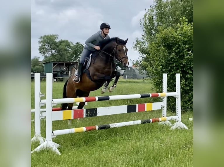 Koń westfalski Wałach 11 lat 165 cm Gniada in Hamburg Lohbr&#xFC;gge