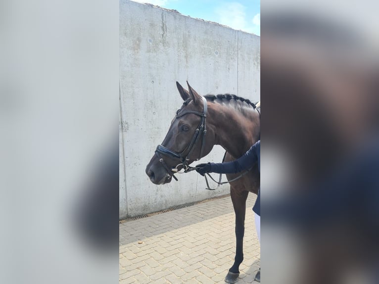 Koń westfalski Wałach 11 lat 167 cm Skarogniada in Olenolen
