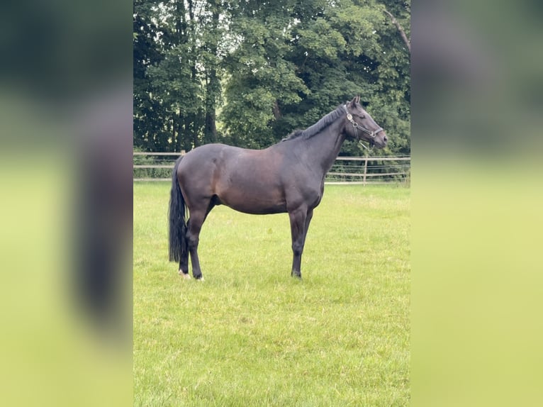 Koń westfalski Wałach 11 lat 168 cm Ciemnogniada in Detmold