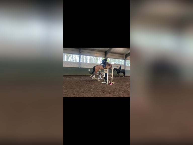 Koń westfalski Wałach 11 lat 170 cm Jasnogniada in Varel
