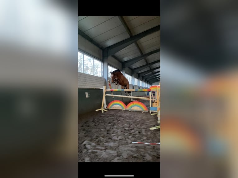 Koń westfalski Wałach 11 lat 170 cm Jasnogniada in Varel