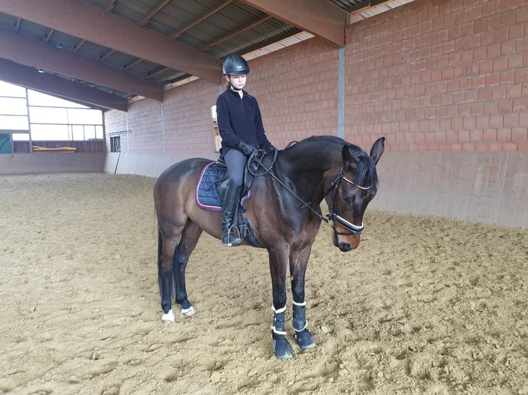 Koń westfalski Wałach 11 lat 172 cm Gniada in Bönen