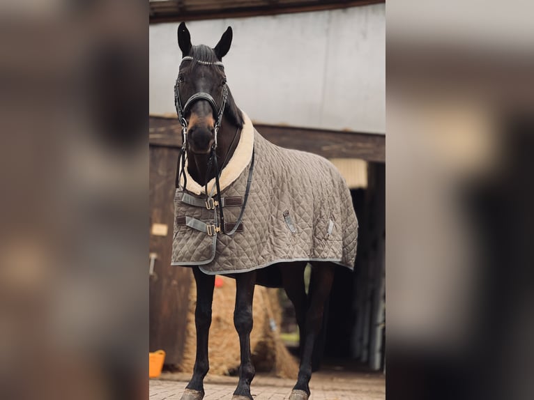 Koń westfalski Wałach 11 lat 172 cm Gniada in Wagenitz