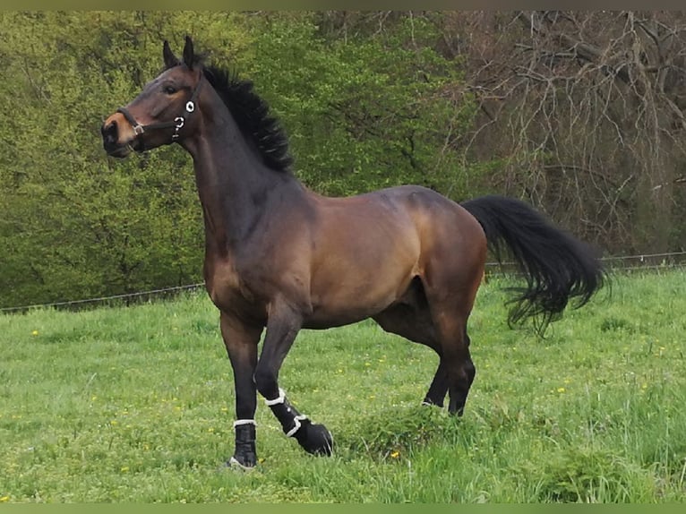 Koń westfalski Wałach 11 lat 174 cm Gniada in Bönen