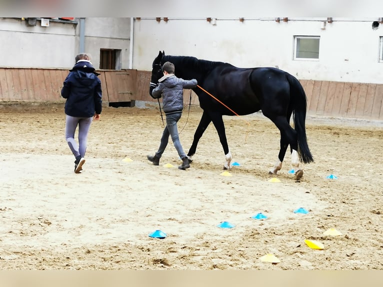 Koń westfalski Wałach 11 lat 174 cm Kara in Bielefeld