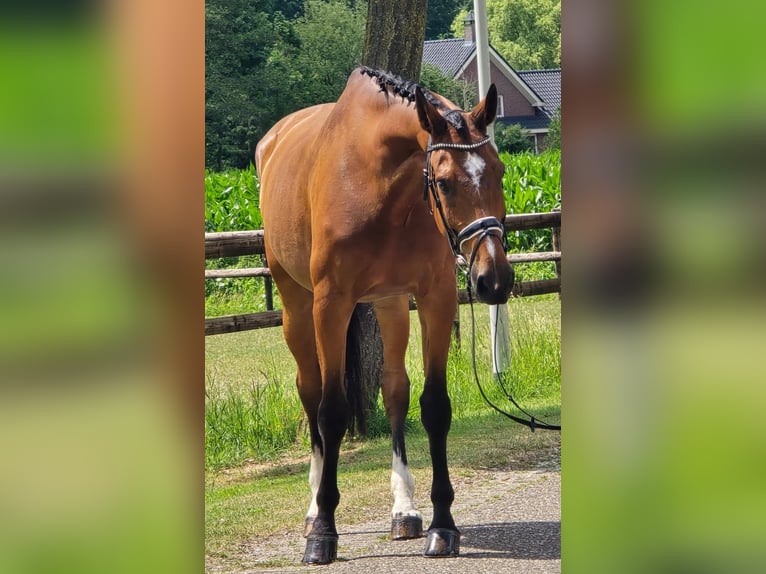 Koń westfalski Wałach 11 lat 176 cm Gniada in Someren