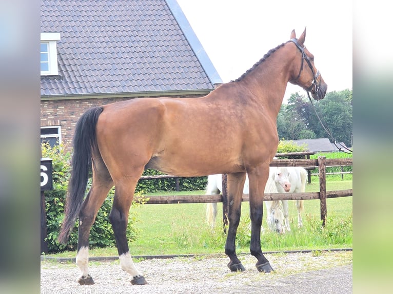 Koń westfalski Wałach 11 lat 176 cm Gniada in Someren