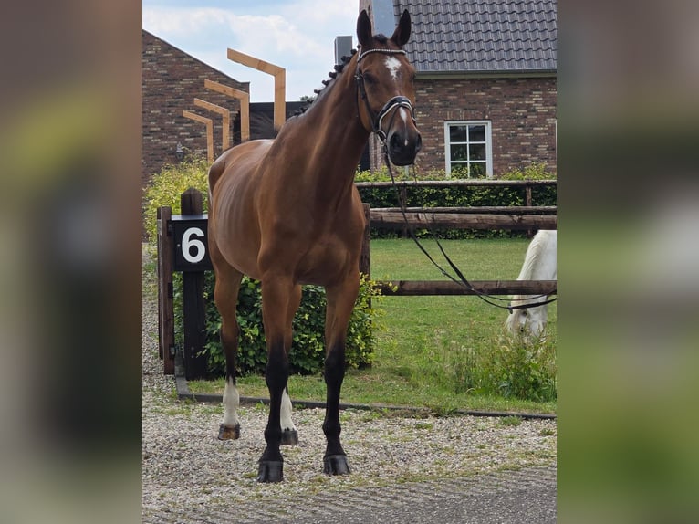 Koń westfalski Wałach 11 lat 176 cm Gniada in Someren