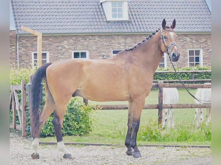 Koń westfalski Wałach 11 lat 176 cm Gniada in Someren