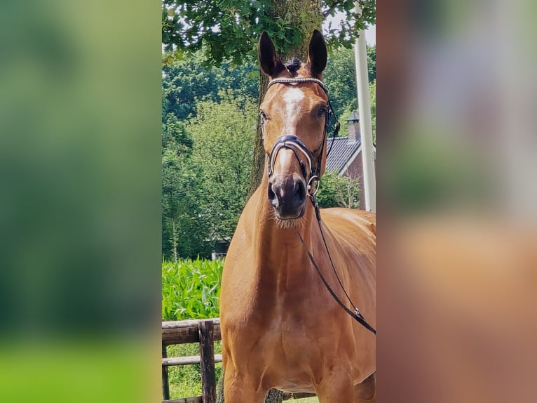 Koń westfalski Wałach 11 lat 176 cm Gniada in Someren