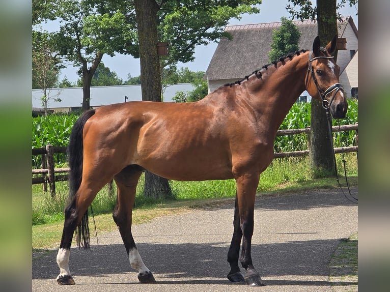 Koń westfalski Wałach 11 lat 176 cm Gniada in Someren