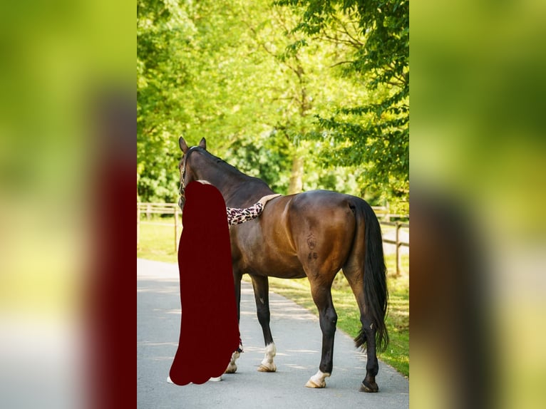 Koń westfalski Wałach 11 lat 183 cm Gniada in Lippstadt