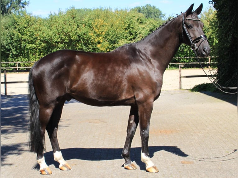 Koń westfalski Wałach 12 lat 167 cm Ciemnogniada in Gronau (Westfalen)