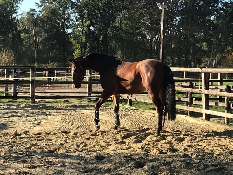 Koń westfalski Wałach 12 lat 170 cm Gniada in Liebing