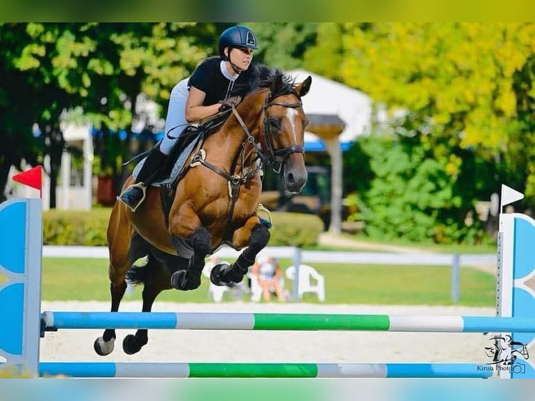 Koń westfalski Wałach 12 lat 170 cm Gniada in Liebing