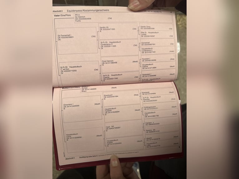 Koń westfalski Wałach 12 lat 170 cm Kasztanowata in Soest