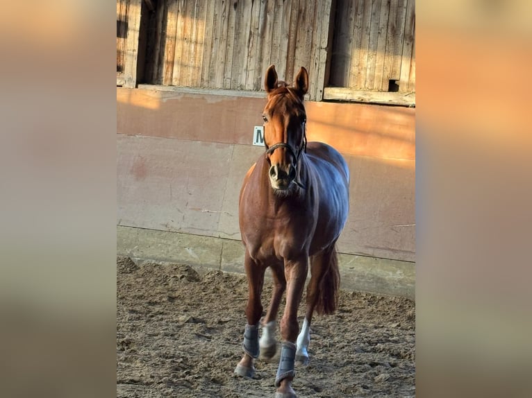 Koń westfalski Wałach 12 lat 170 cm Kasztanowata in Soest