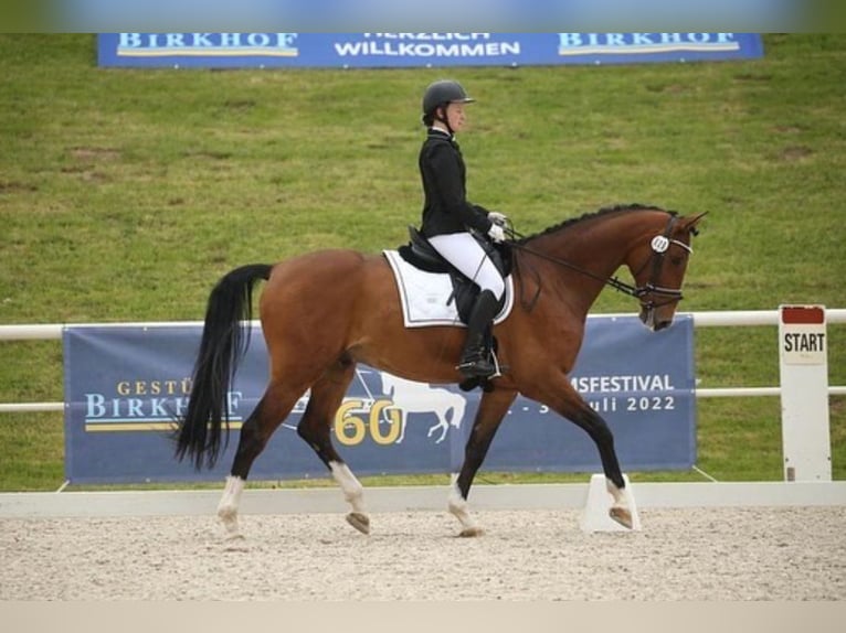 Koń westfalski Wałach 12 lat 170 cm in Weilheim an der Teck