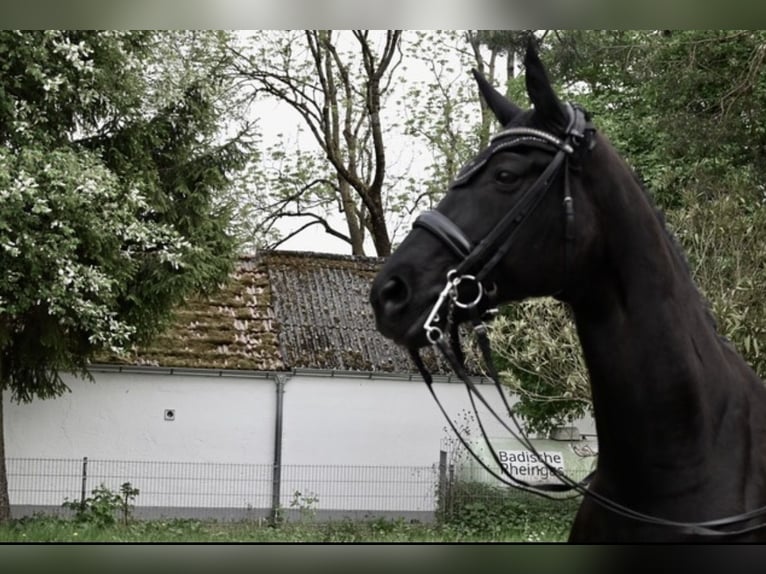 Koń westfalski Wałach 12 lat 173 cm Kara in Karlsfeld