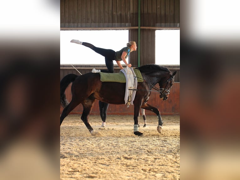 Koń westfalski Wałach 12 lat 175 cm Ciemnogniada in Schöppingen