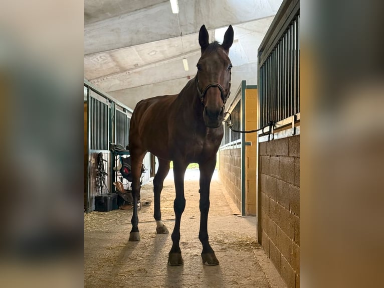 Koń westfalski Wałach 12 lat 185 cm Gniada in Favria