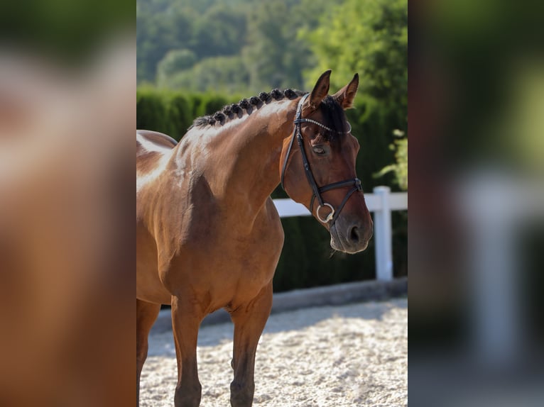 Koń westfalski Wałach 13 lat 167 cm Gniada in Schw&#xE4;bisch Hall