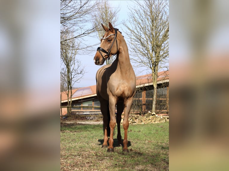 Koń westfalski Wałach 13 lat 168 cm Ciemnokasztanowata in Fröndenberg