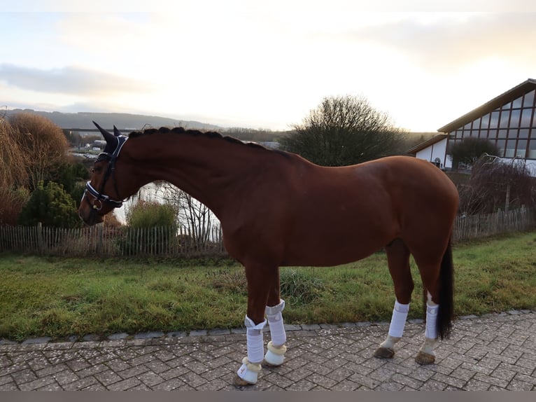 Koń westfalski Wałach 13 lat 168 cm Kasztanowata in Haiger