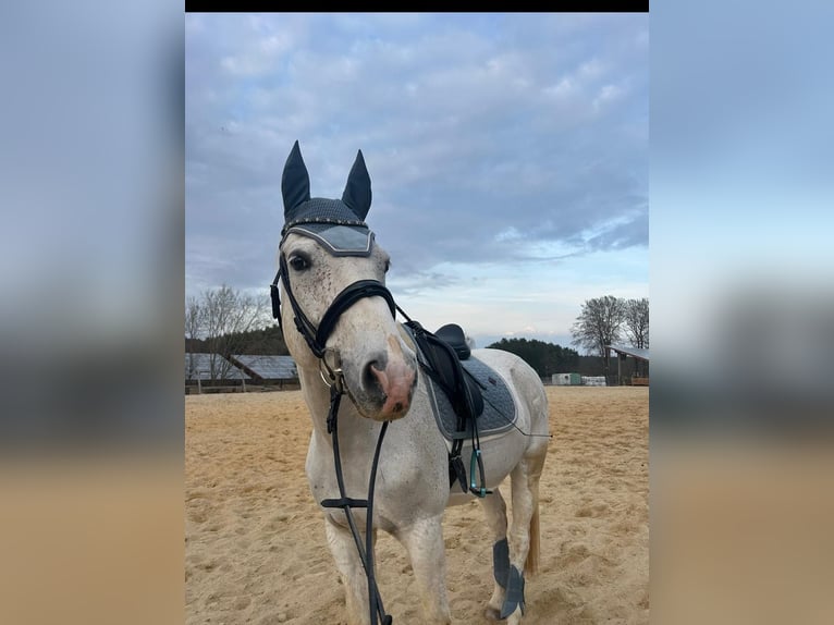 Koń westfalski Wałach 13 lat 170 cm Siwa w hreczce in Illschwang