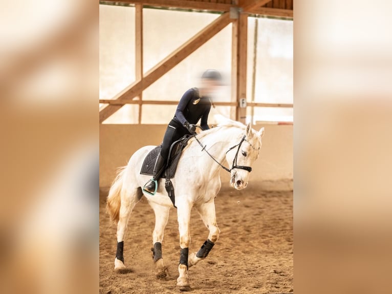 Koń westfalski Wałach 13 lat 170 cm Siwa w hreczce in Illschwang