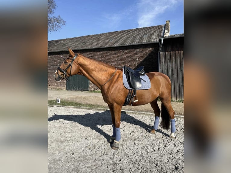 Koń westfalski Wałach 13 lat 172 cm Kasztanowata in Baldham