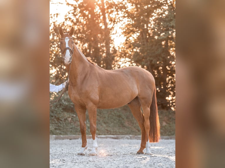 Koń westfalski Wałach 13 lat 172 cm Kasztanowata in Baldham