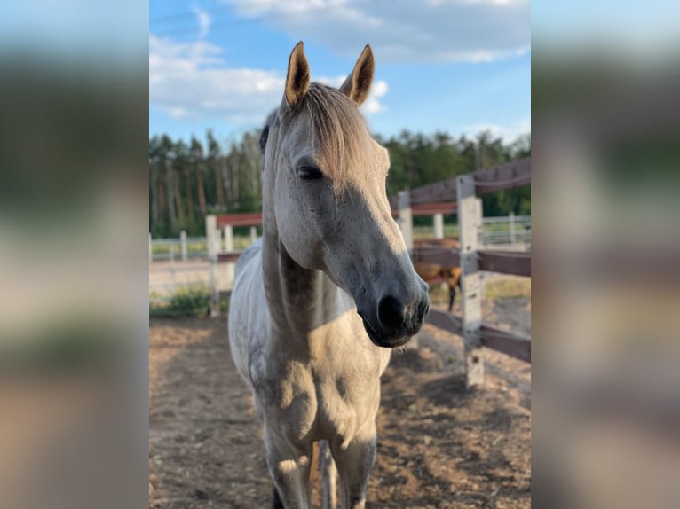 Koń westfalski Wałach 13 lat 172 cm Siwa in Sch&#xF6;nwalde