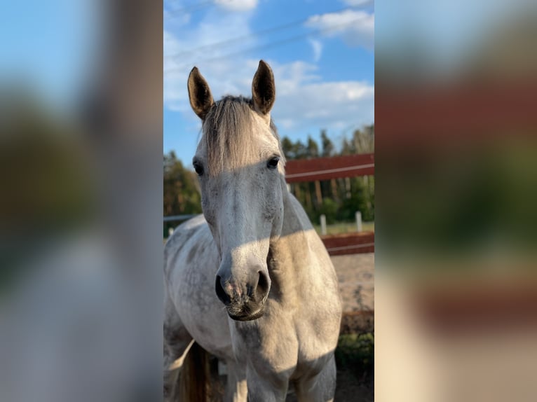 Koń westfalski Wałach 13 lat 172 cm Siwa in Sch&#xF6;nwalde