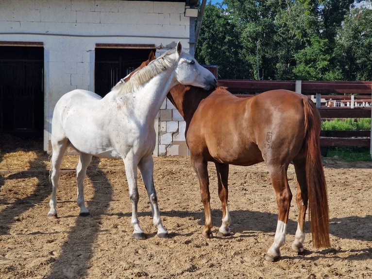 Koń westfalski Wałach 13 lat 172 cm Siwa in Sch&#xF6;nwalde