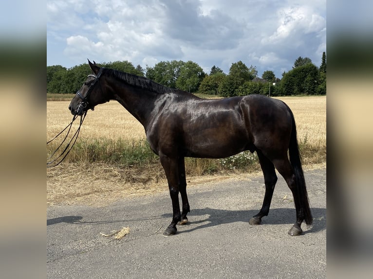 Koń westfalski Wałach 13 lat 175 cm Skarogniada in Frankfurt am Main