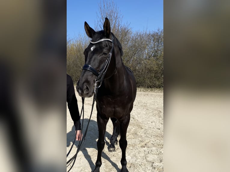Koń westfalski Wałach 13 lat 175 cm Skarogniada in Frankfurt am Main